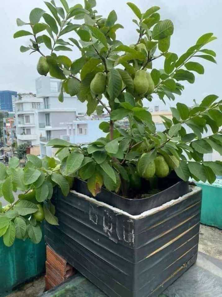 Cây ổi lê cây đẹp, gốc to, cao 80-100cm.
