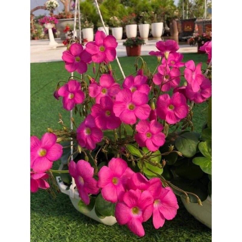 Củ hoa oxalis