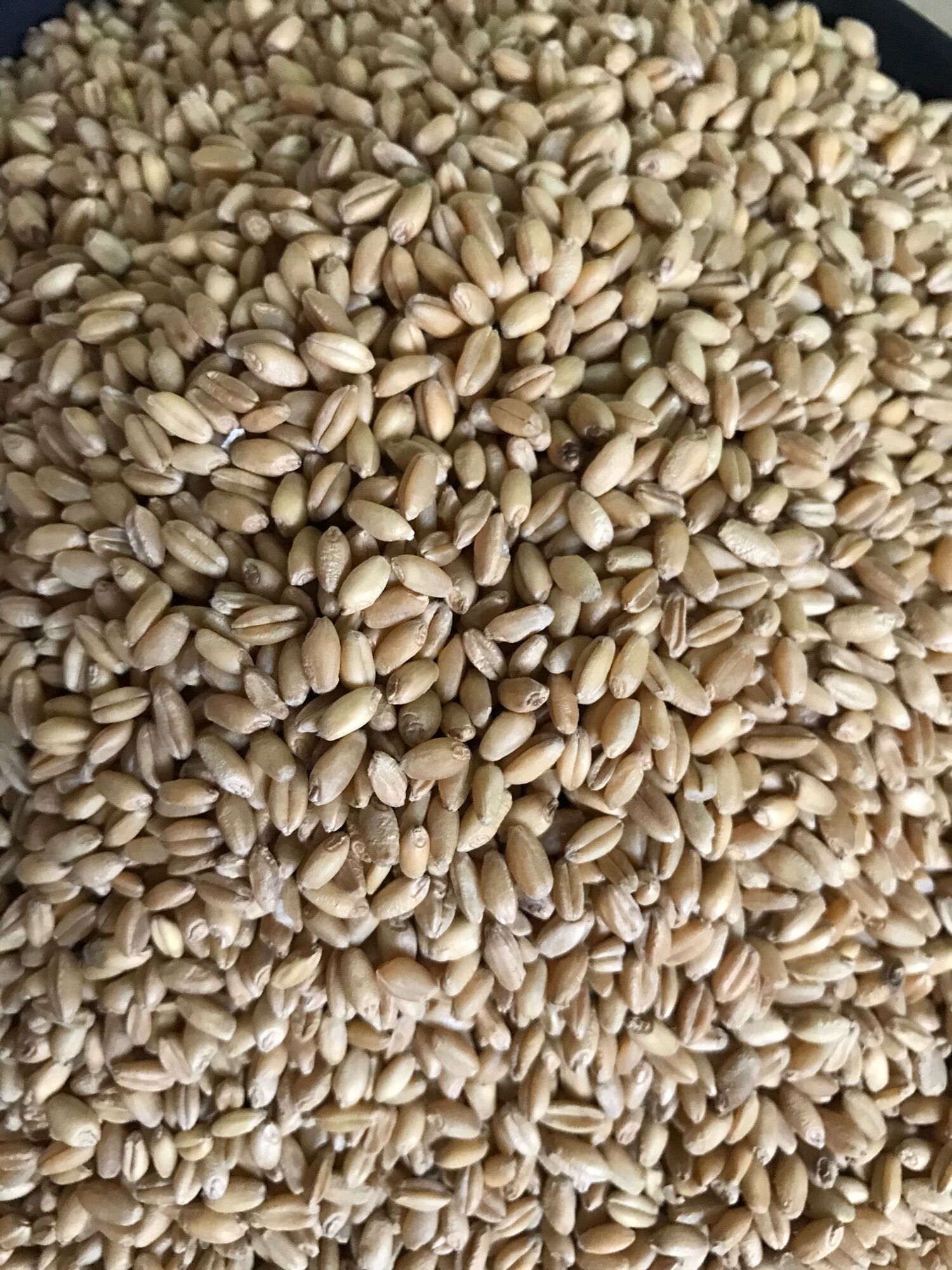 Hạt Lúa mì vàng Thức ăn gia cầm (GÓI 1KG )