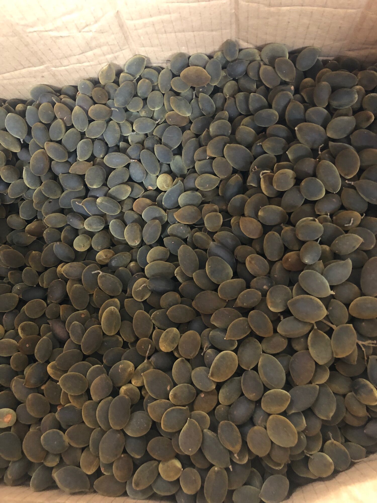 1kg Quả say (nhung) Gialai
