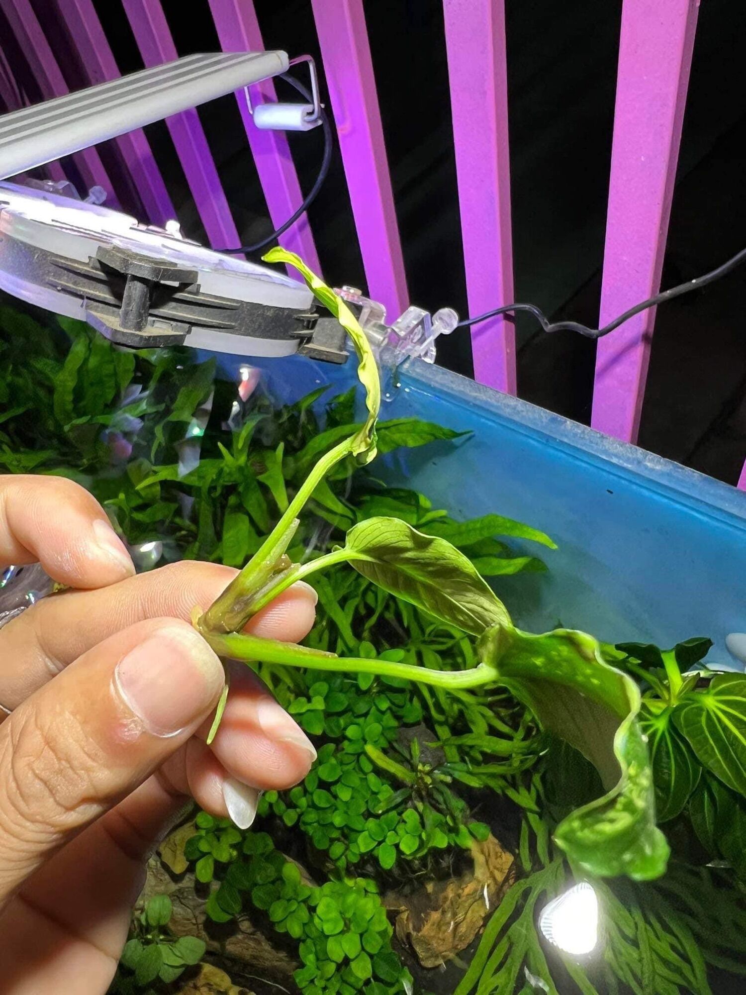 Stop Roting - trị thối rữa trên cây thuỷ sinh