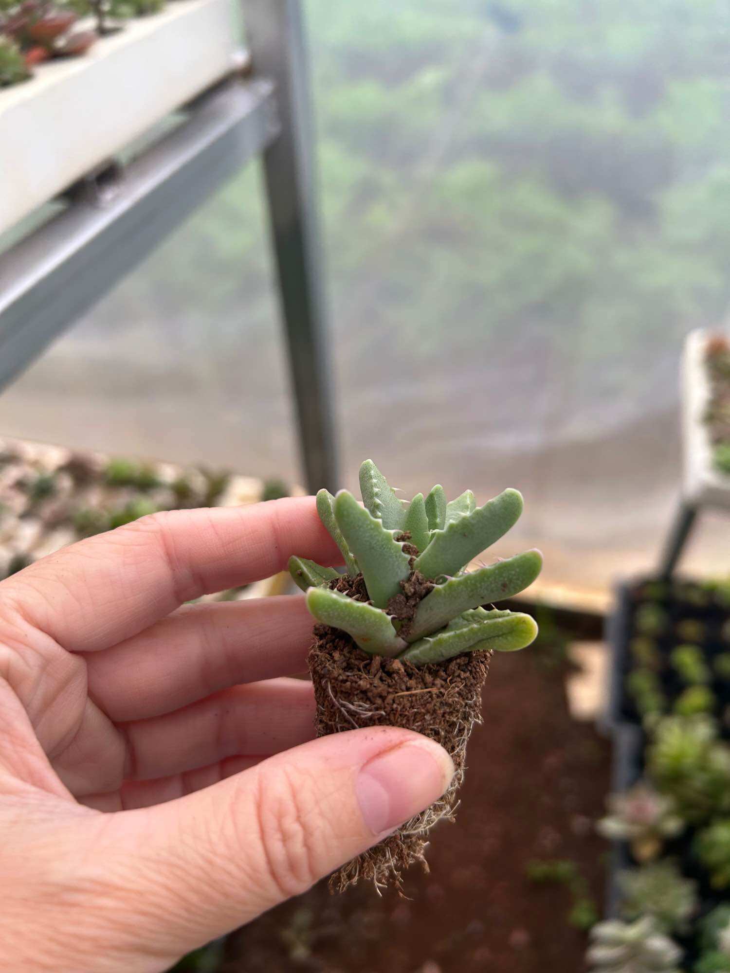 Sen đá hàm cá mập cute mini