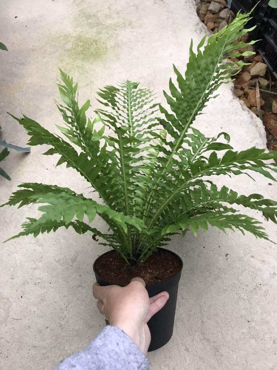 Dương xỉ khổng tước - Blechnum gibbum.