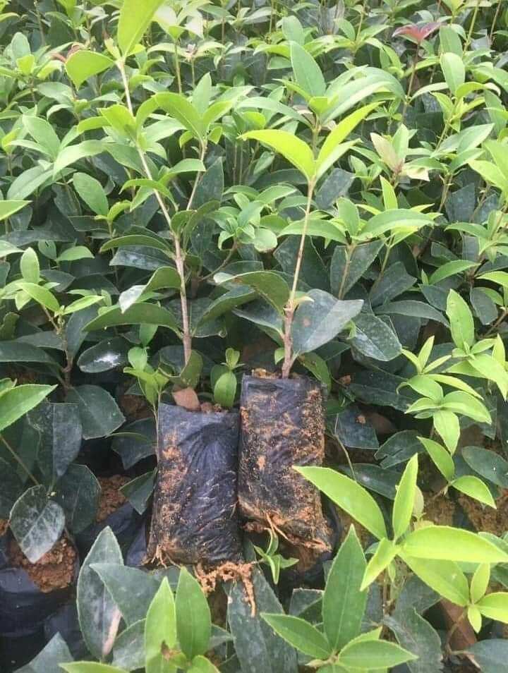 Cây giống mộc hương ta