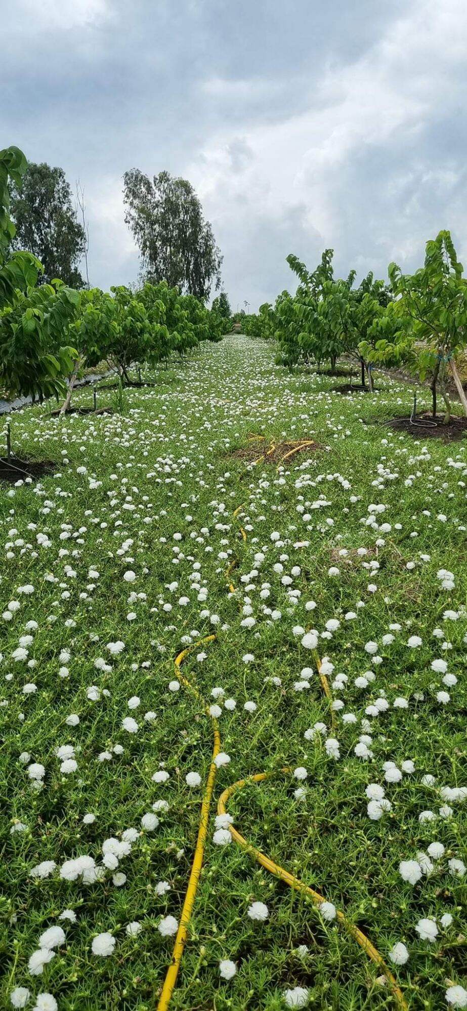 cành hoa mười giờ trắng 1 ký