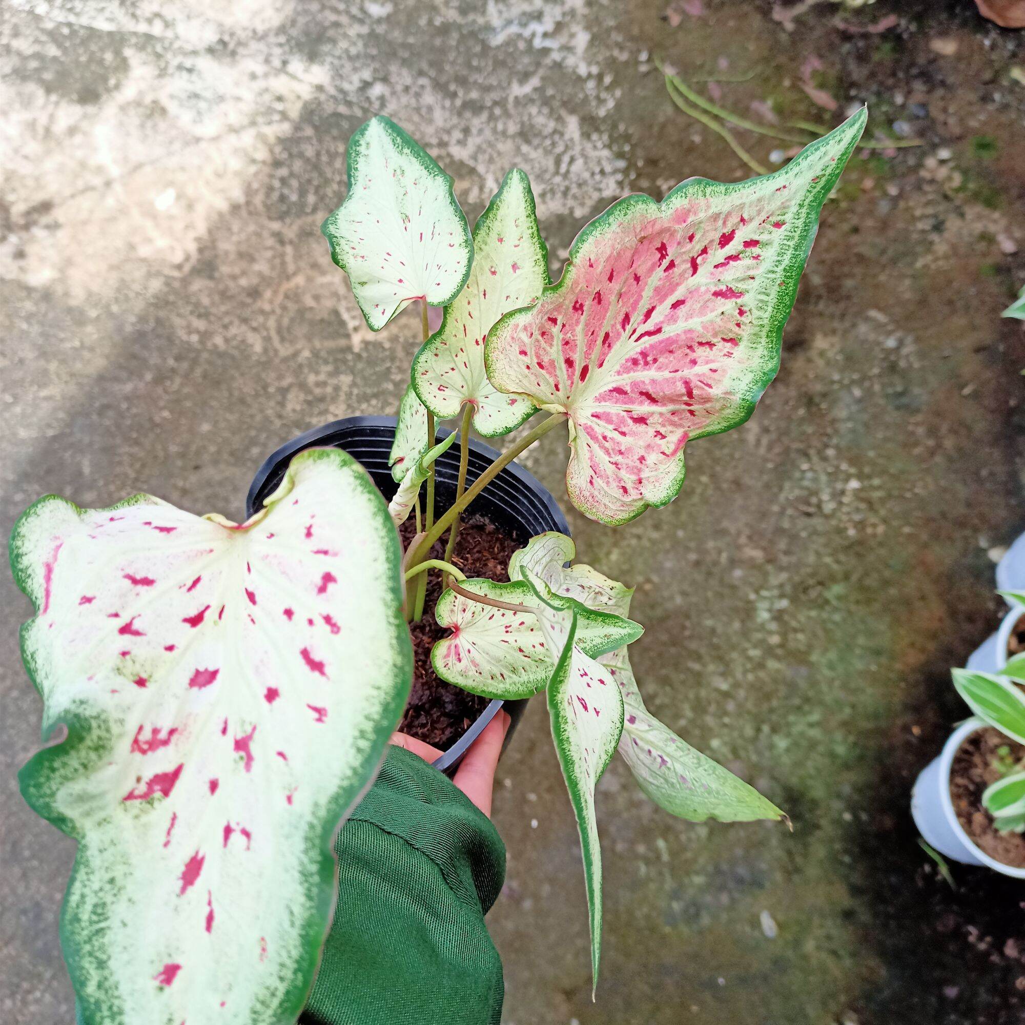 Cây môn dưa hấu - watermelon caladium