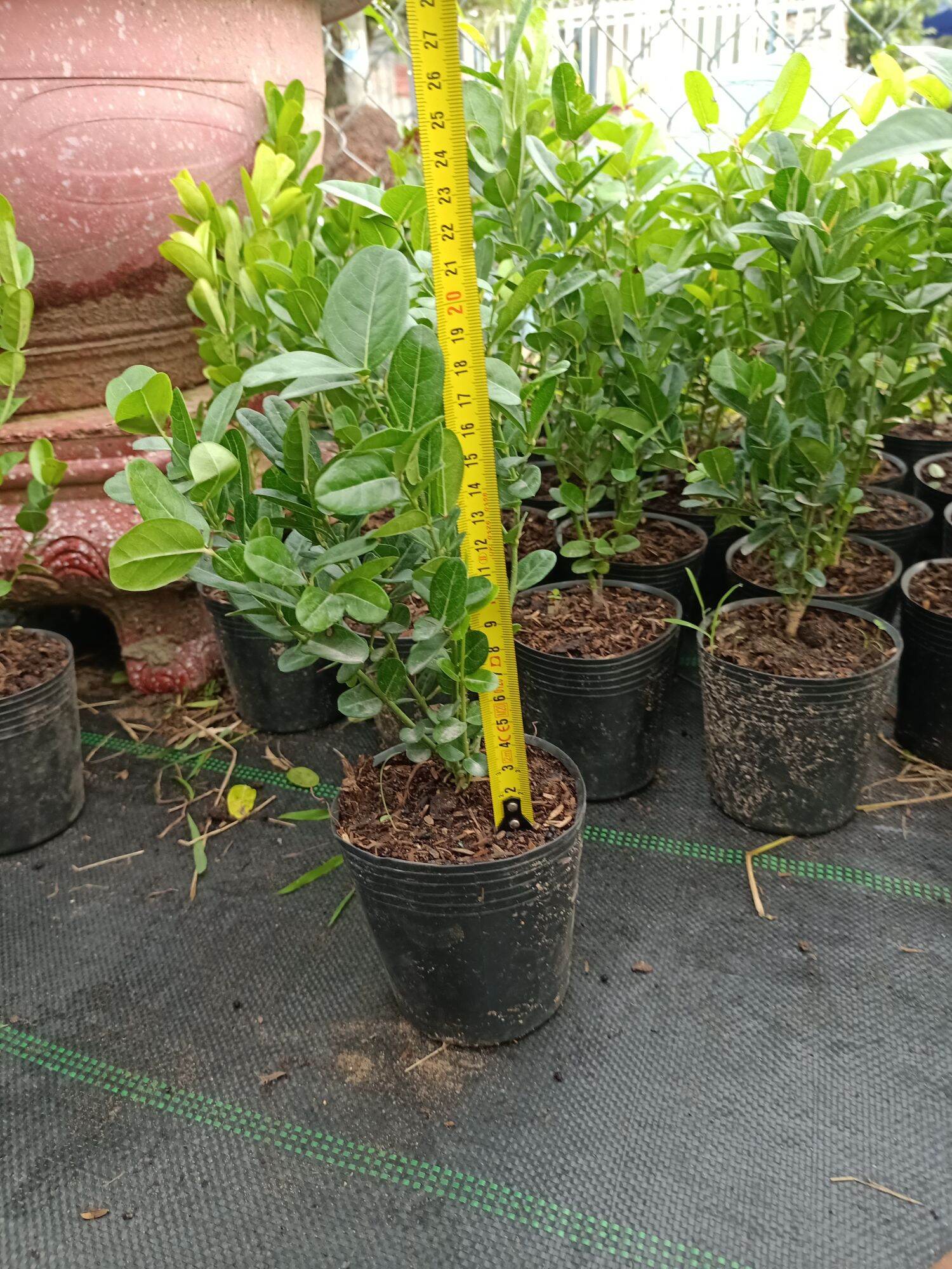 cây siro giống
