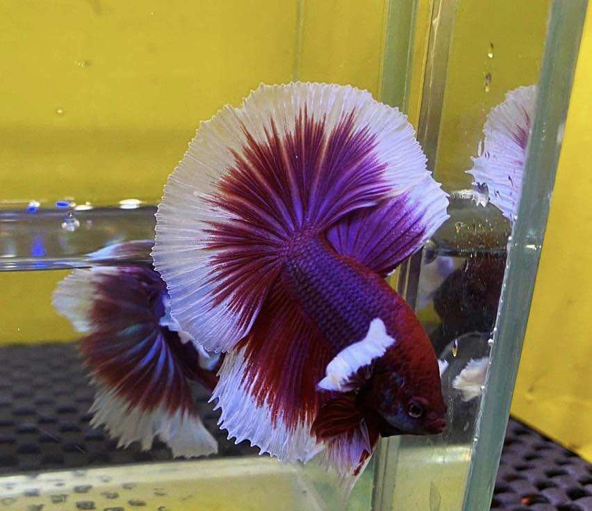 Betta đumbo lavender Halfmoon trống đẹp