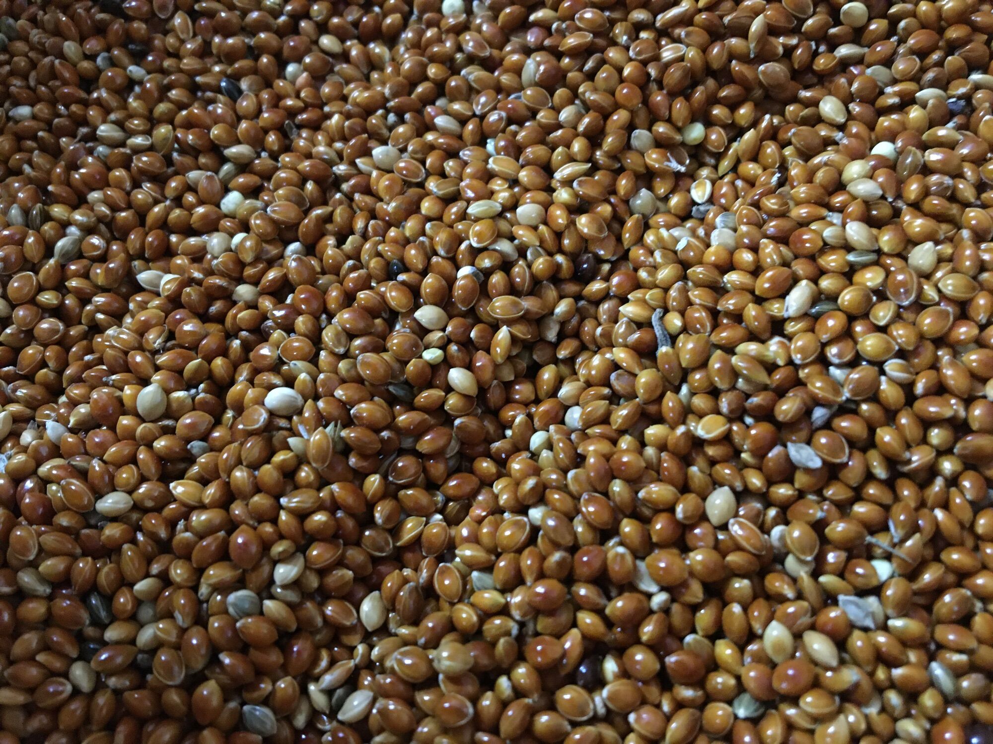 Hạt kê đỏ to bóng đẹp 1kg