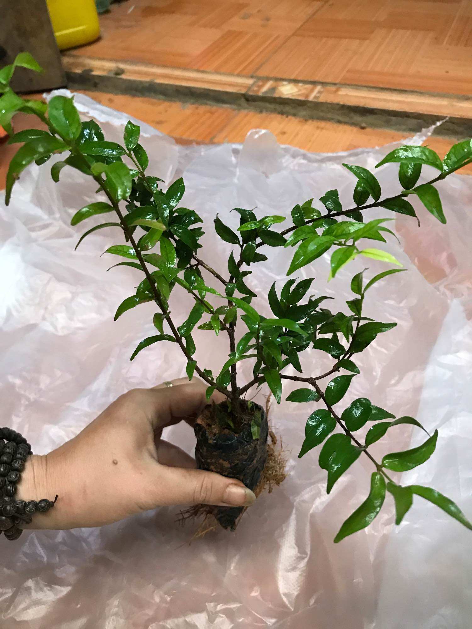 Cây mai chiếu thuỷ