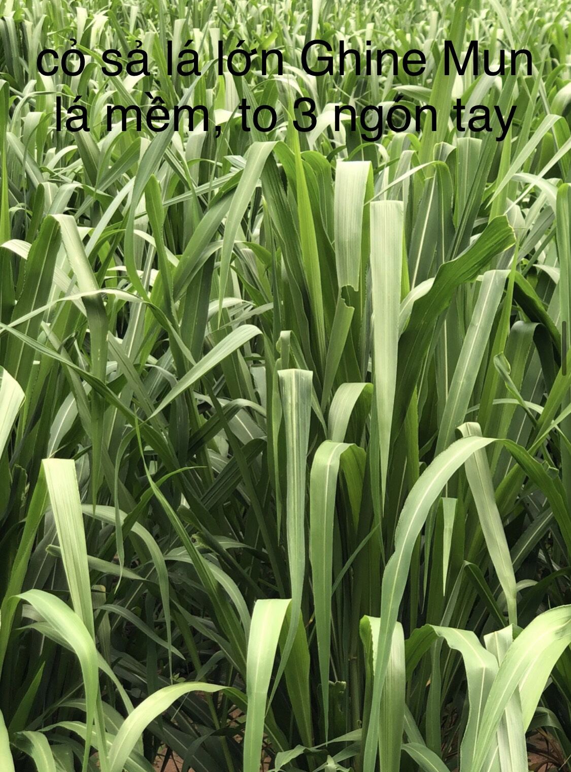 Hạt giống cỏ Sông Mun 50g (Thái Lan)