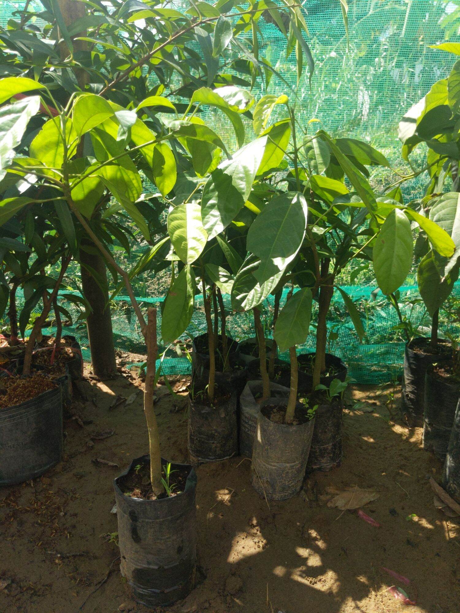 Cây giống dâu xanh Gia Bảo