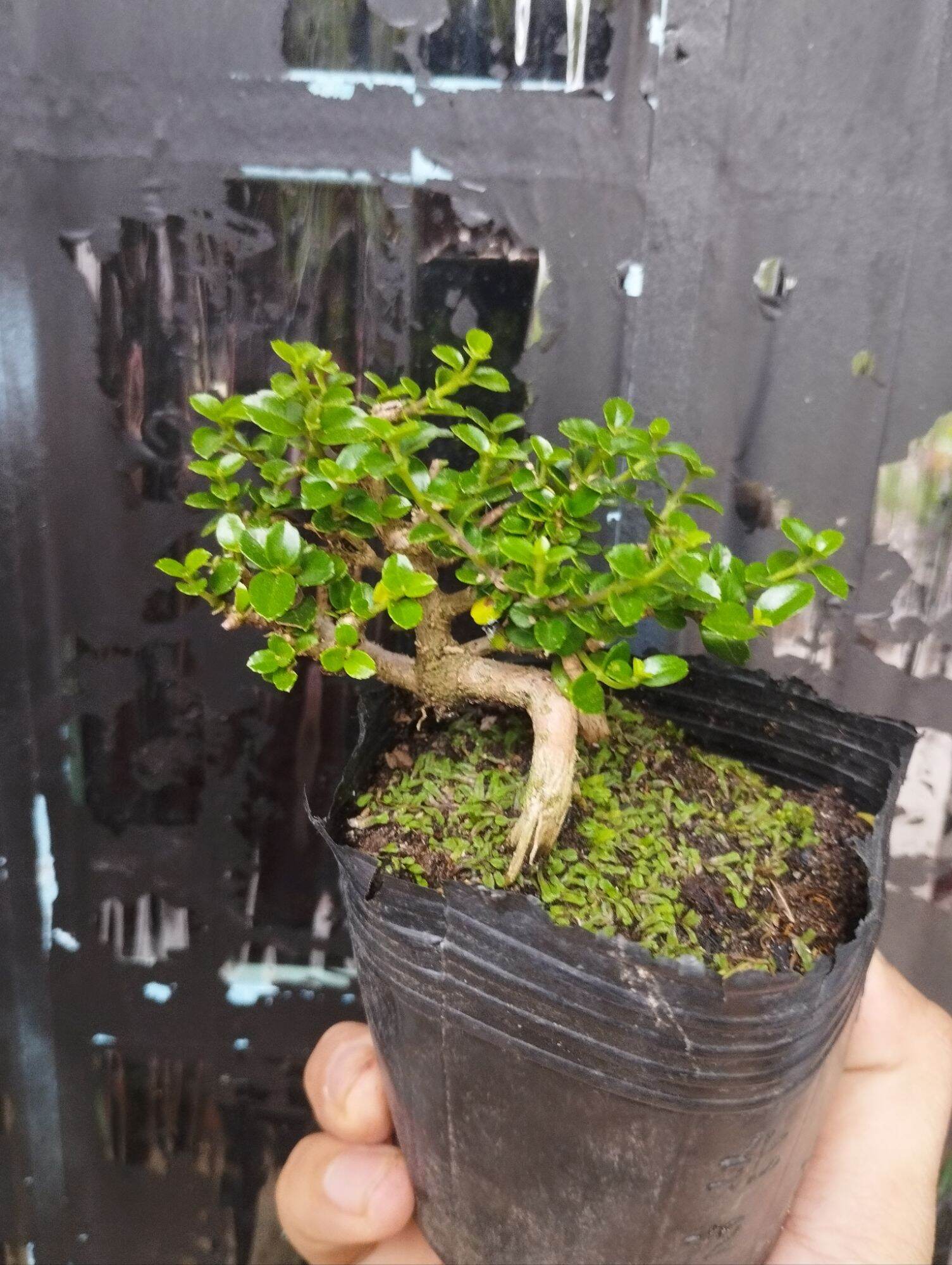 Sam hương bonsai mini 10-15cm (có sỉ)