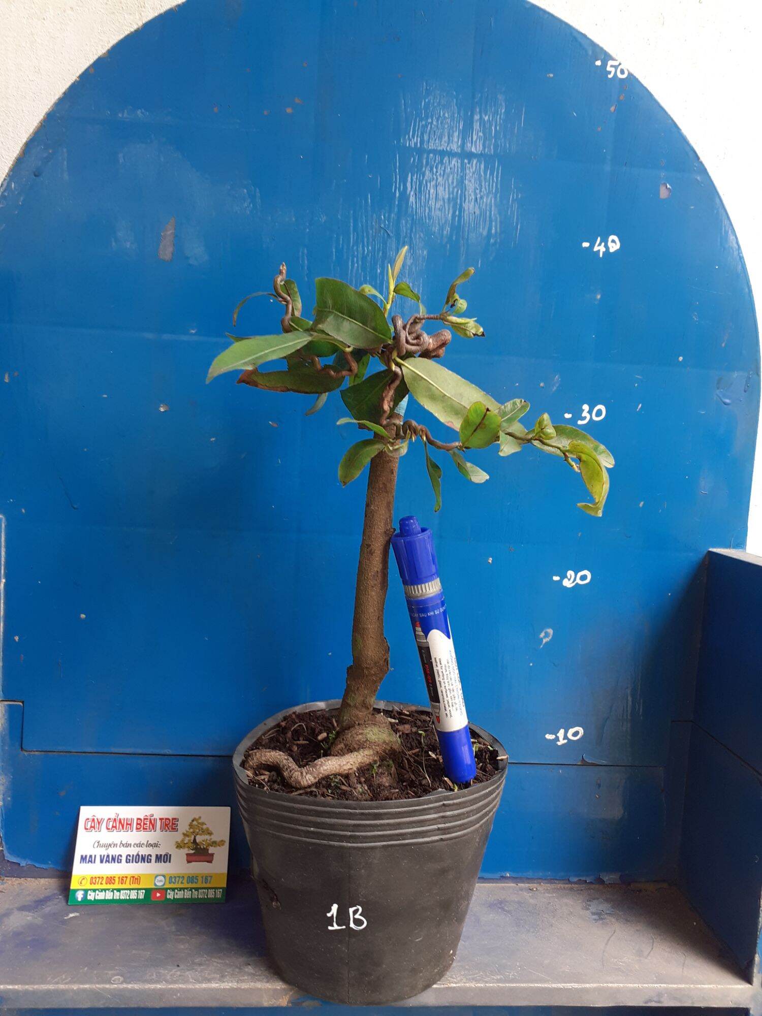 Mai Giảo tự xoắn