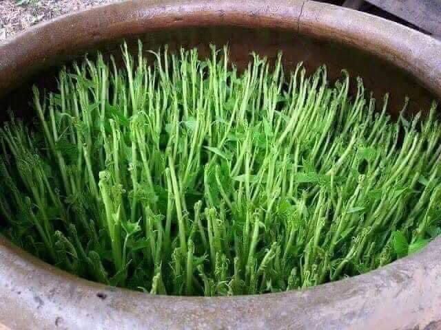 Hạt giống rau muống Thái Lan