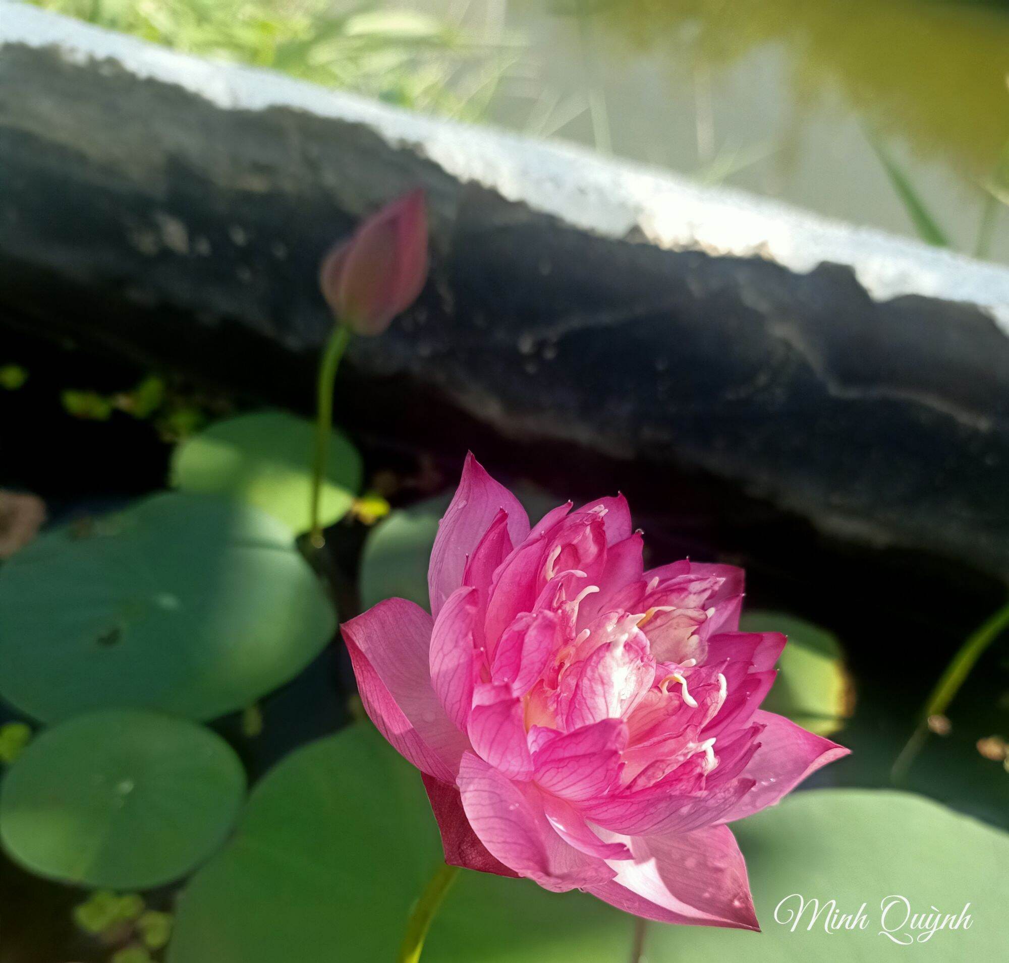Củ sen mini Little Dragon (siêu nụ)