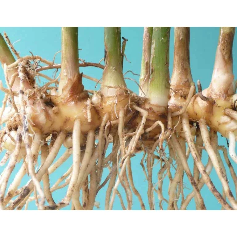 500g Gừng gió tươi