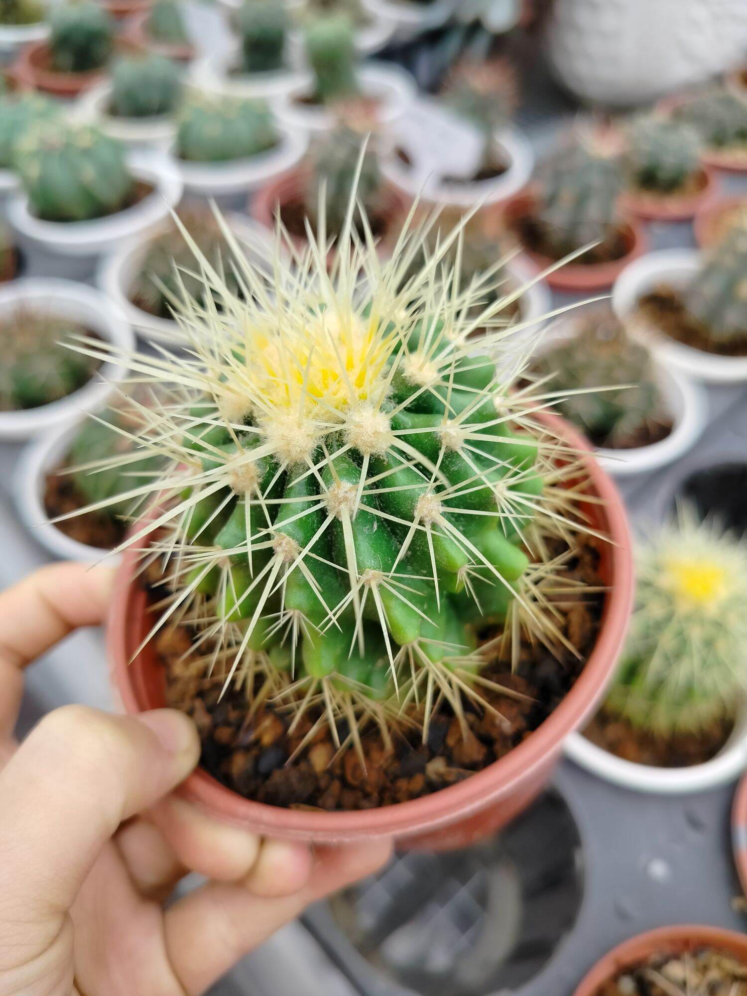 Các loại xương rồng size 5_10 cm