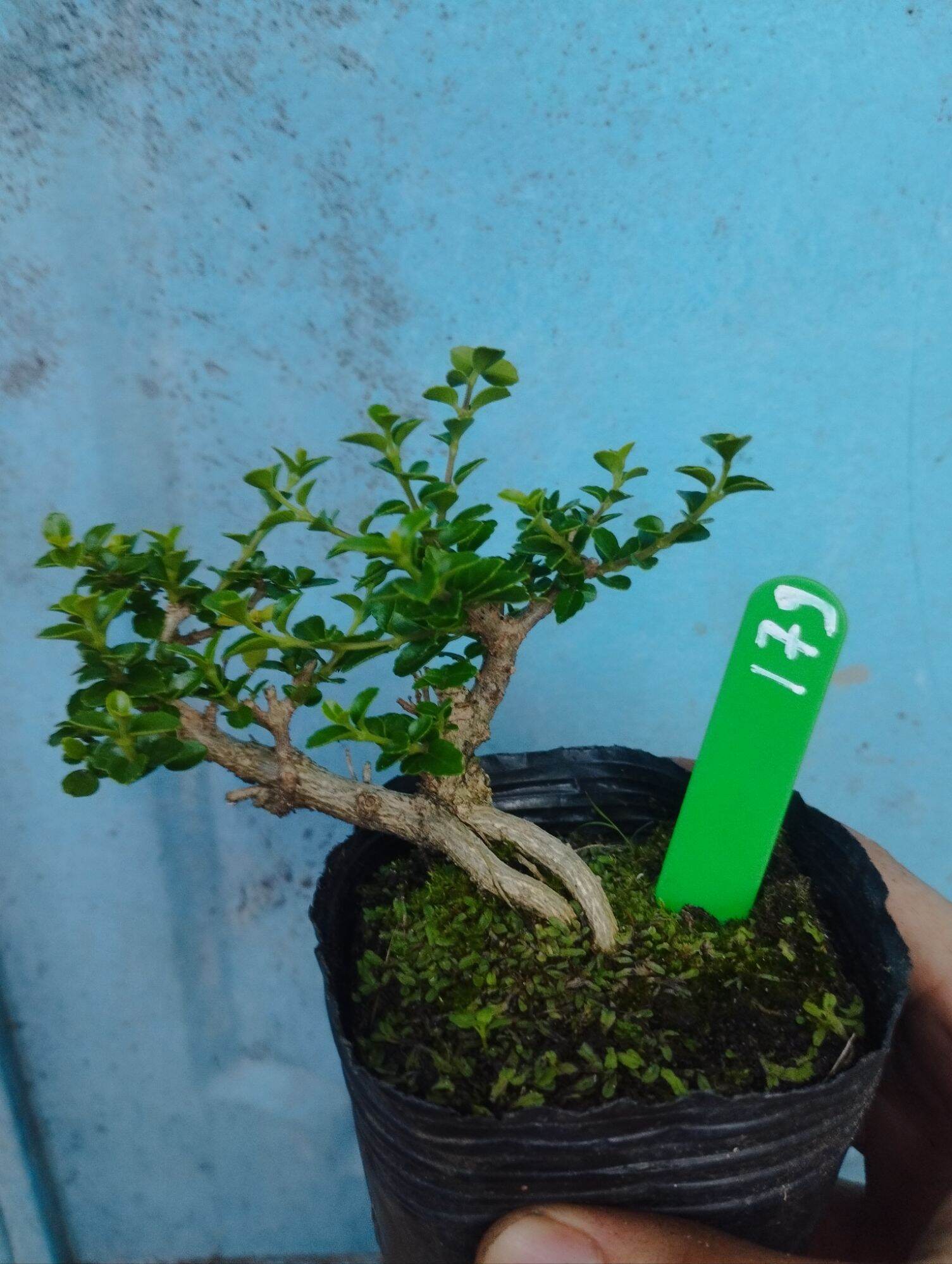 Sam hương bonsai mini 10-15cm (có sỉ)