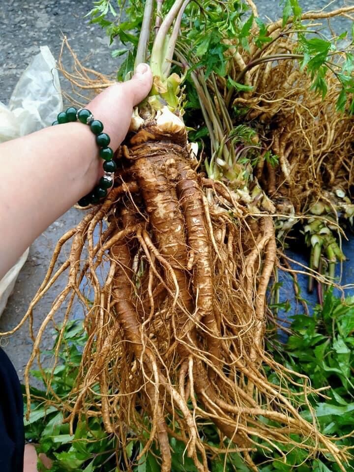 2 kg Sâm đương quy tươi-có vị ngọt, cay, tính ấm