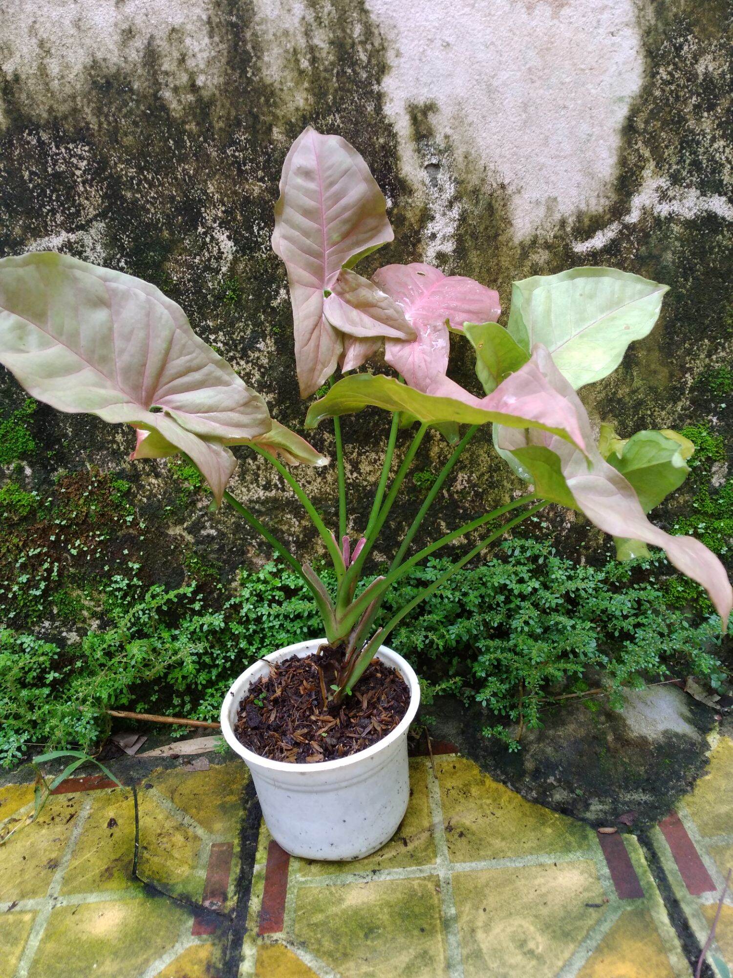 Cây trầu bà hồng