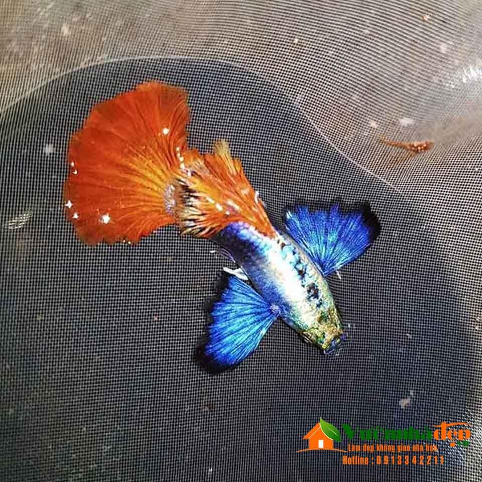 1 Cặp Trống Mái + 1 Thức Ăn 】 Bảy Màu Dumbo Redtail Size Sinh Sản. Hoàn  Tiền Khi Có Rủi Ro # Bảy Màu #Betta # Guppy #Fullgold # Dumbo Redtail #  Rồng Đỏ | Lazada.Vn