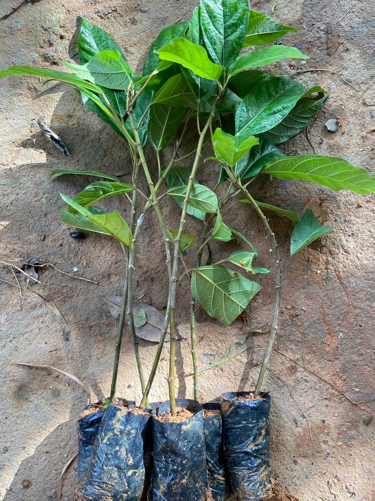 Cây sung nhỏ cao 25cm