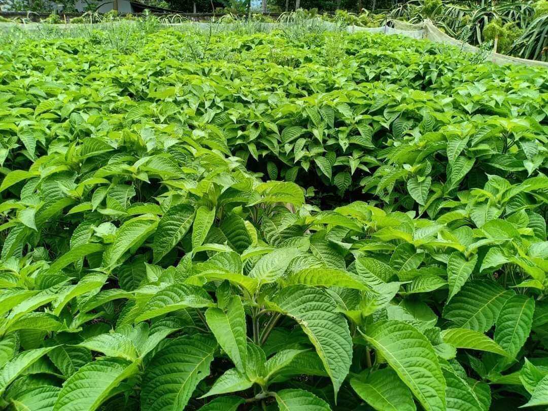Chè khổng lồ chăn nuôi (Đơn 5 Cây giống)