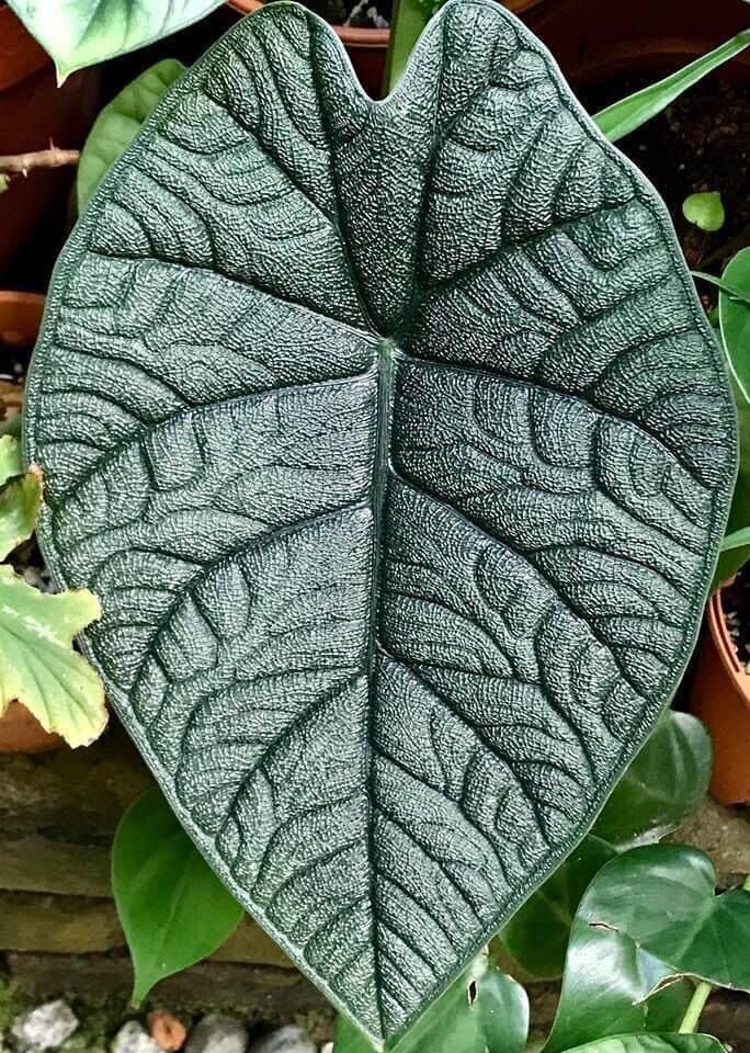 Cây môn vạn vân alocasia melo