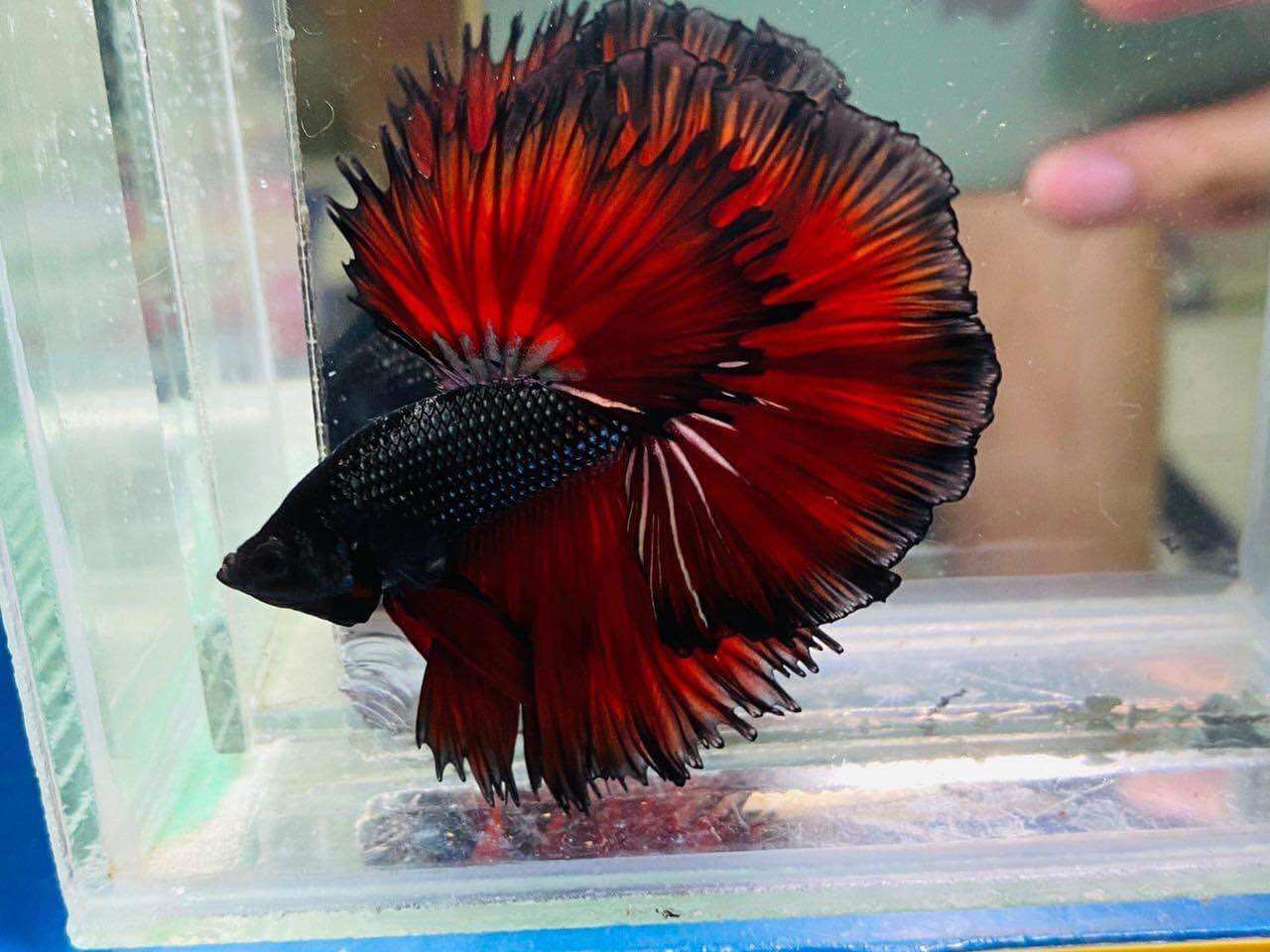 Betta Halfmoon trống