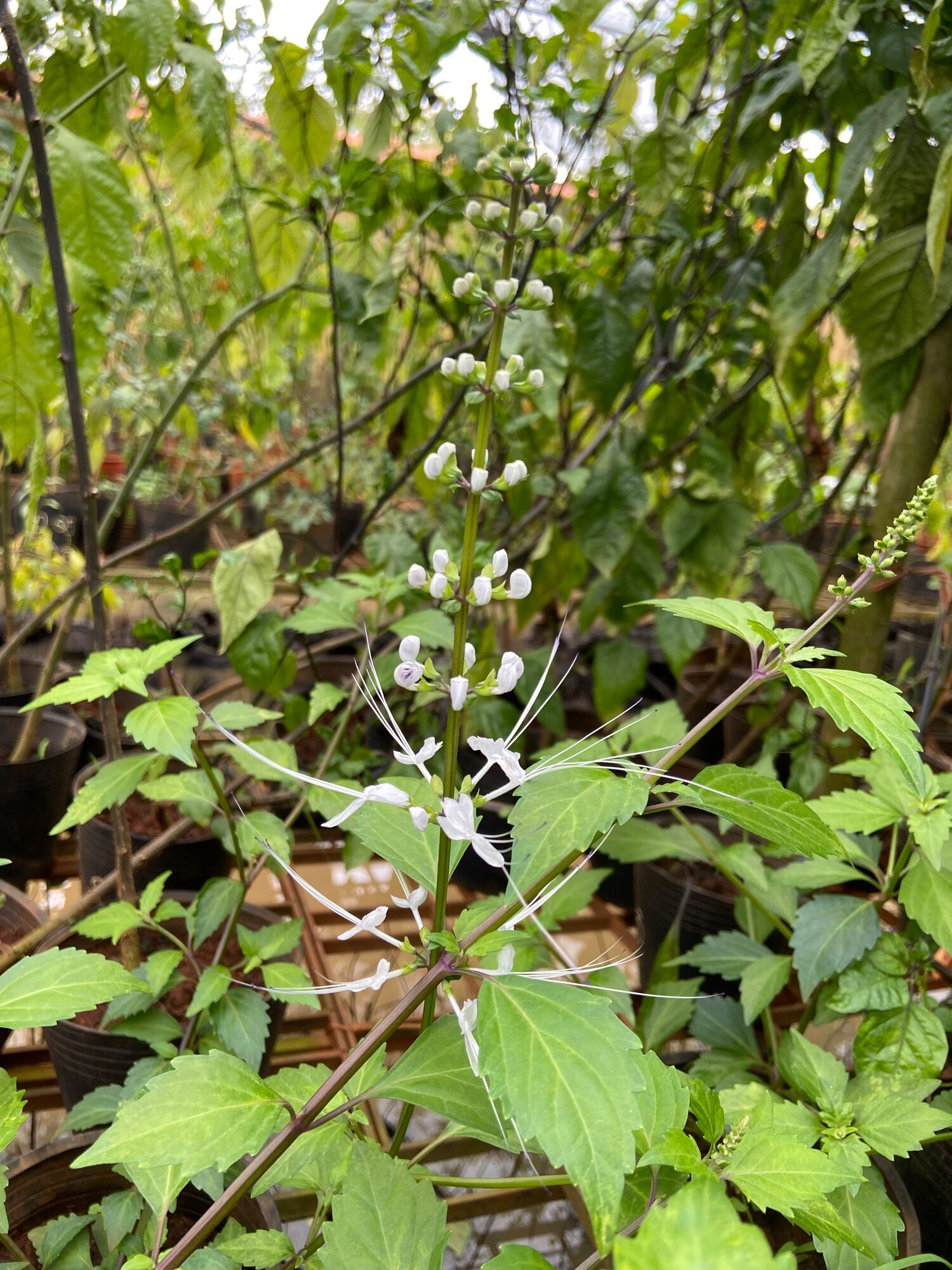 Cây giống râu mèo