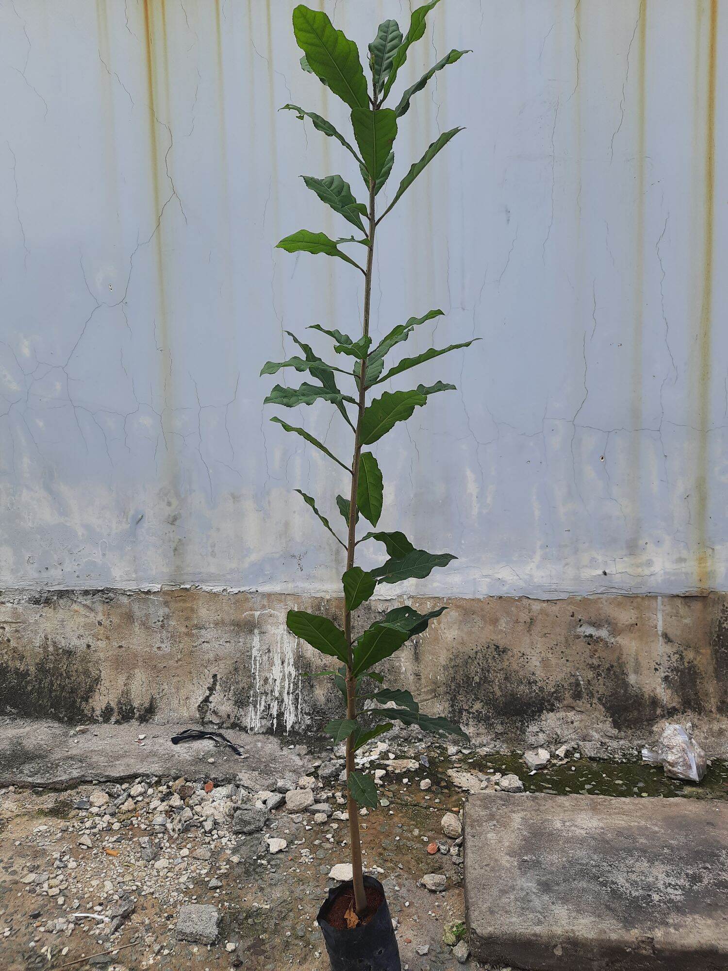Cây lộc vừng hoa đỏ cao khoảng 1m