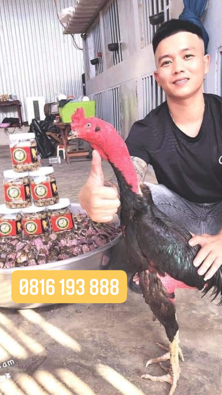 Mồi Rắn Cóc Tổng Hợp cho Gà Chọi