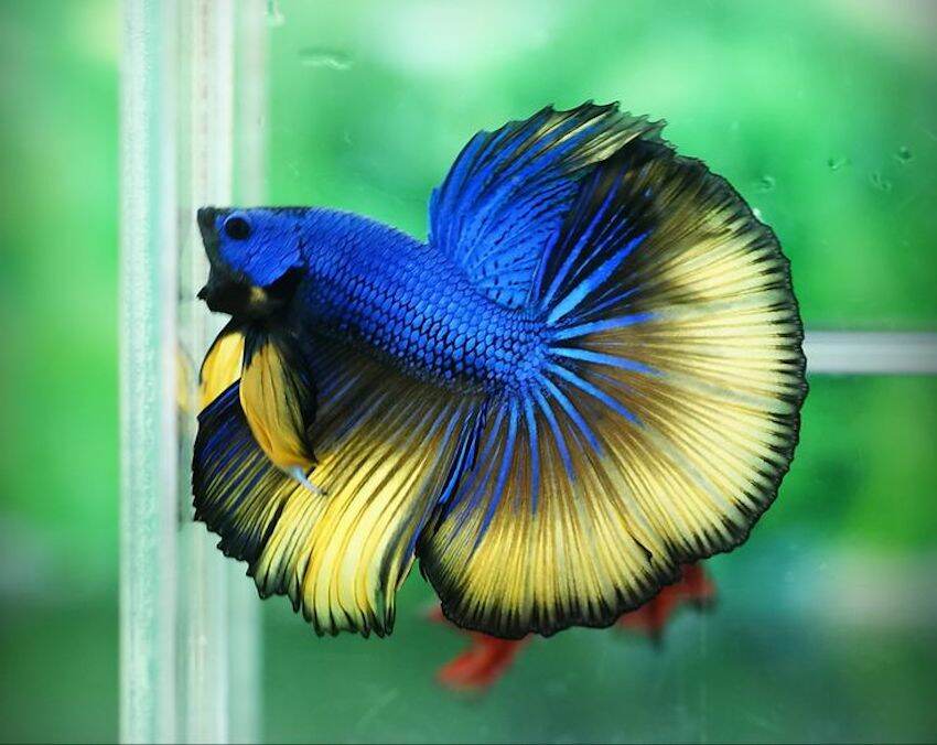 Betta Halfmoon dumbo - MixASale