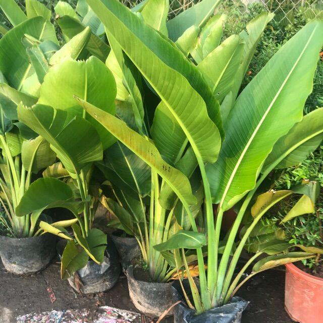 Chậu cây chuối rẻ quạt cao 1 mét