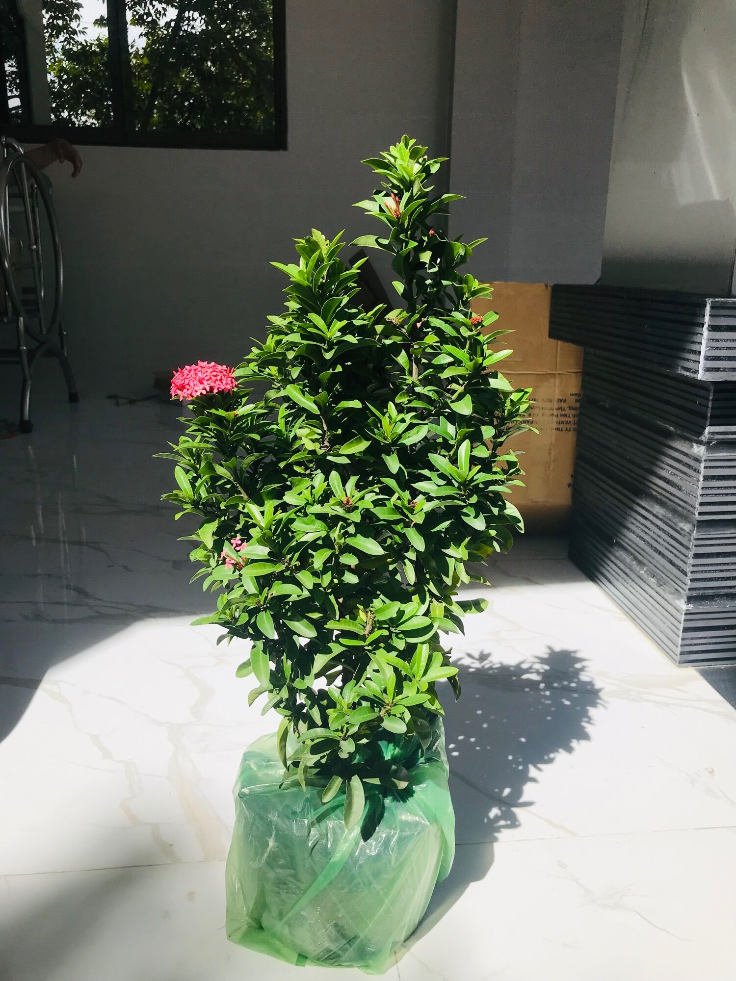 Cây bông trang hồng phấn Thái, lá nhỏ - [Tiền Giang]