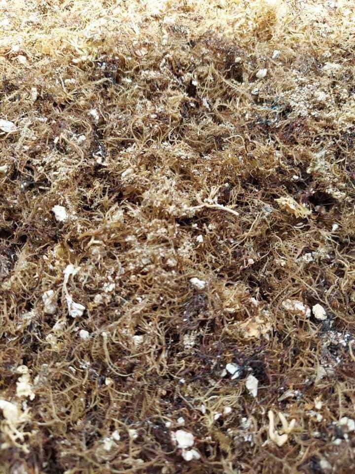 Rong biển nấu xu xoa 200 g 80 k
