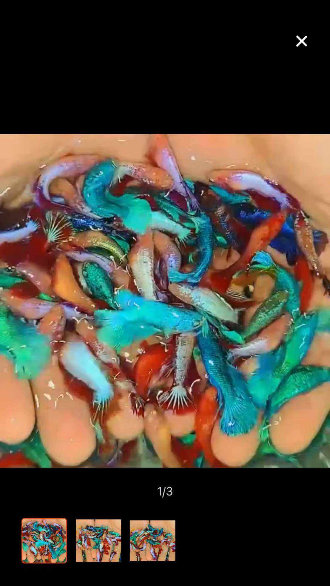 Cá xiêm mái chọn màu ngẫu nhiên (5 con tặng 1 con )bảo hành vận chuyển