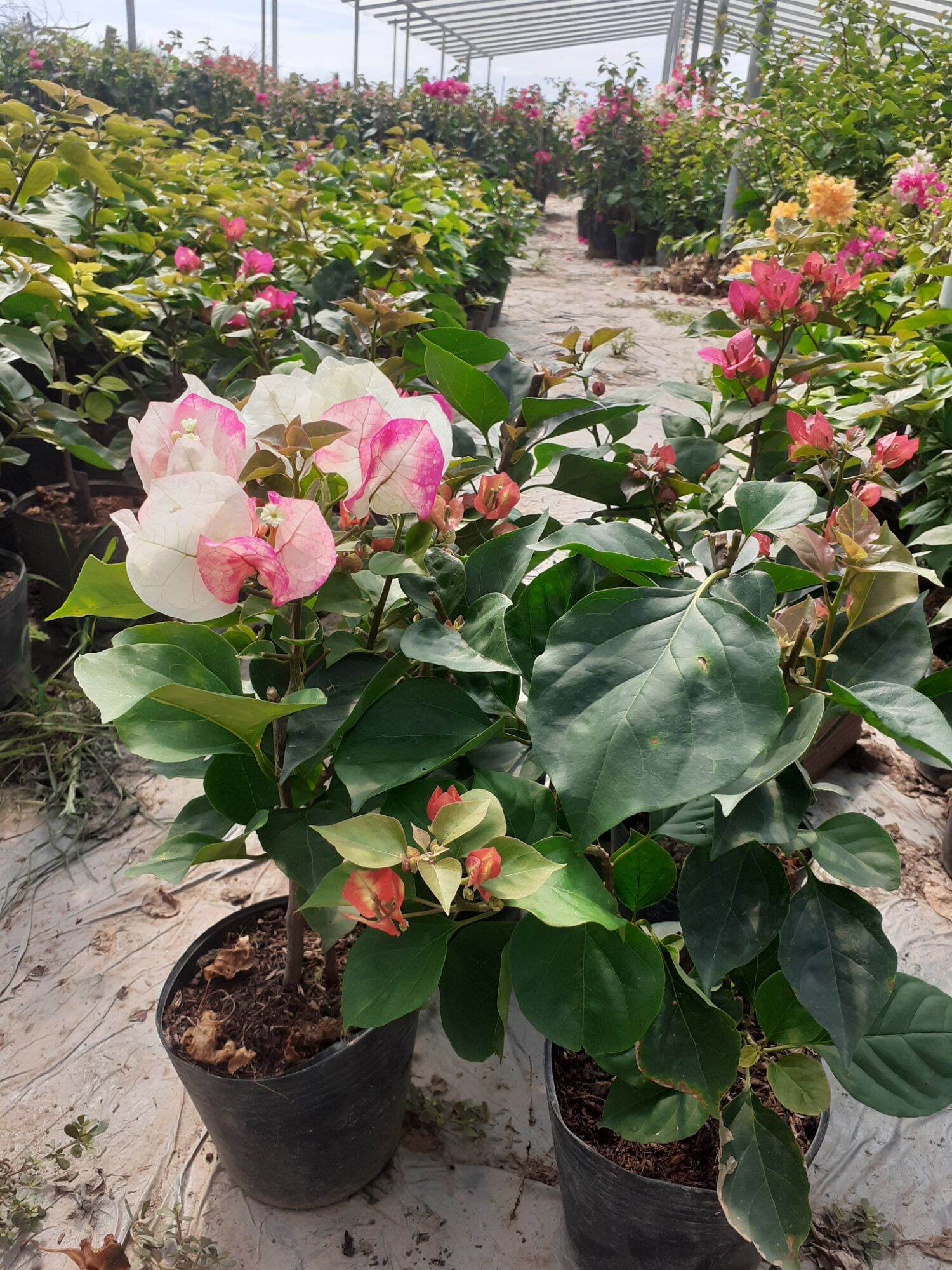 Hoa giấy Ấn Độ size nhỏ