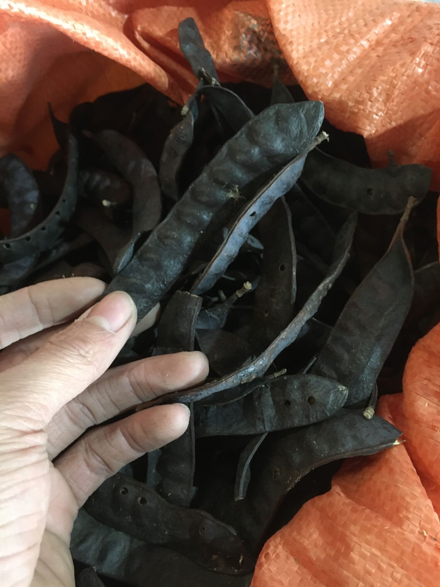 500g quả bồ kết khô loại 1