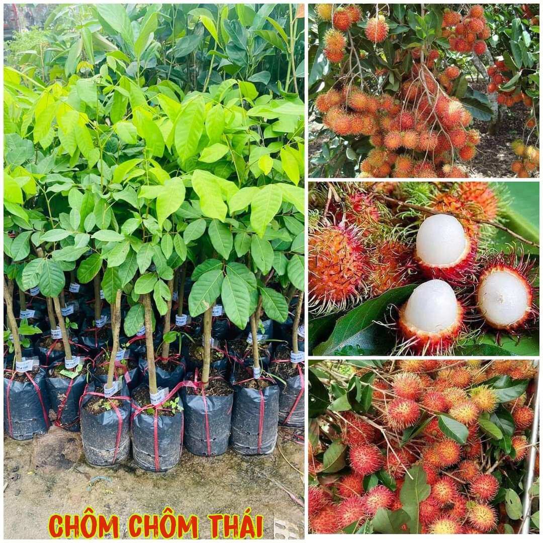 Chôm Chôm Thái Lan cơm dày siêu ngọt