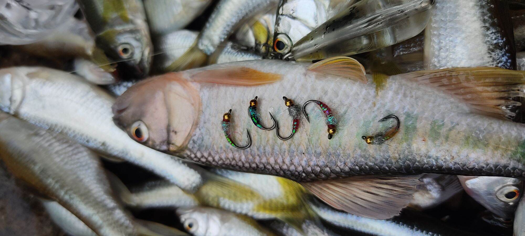 5 fly lure cá mương (mồi câu cá mương)