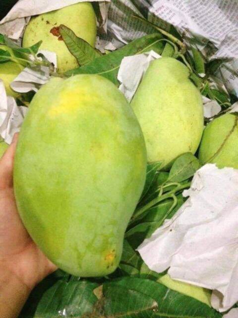 cây xoài tứ quý cao từ 100cm