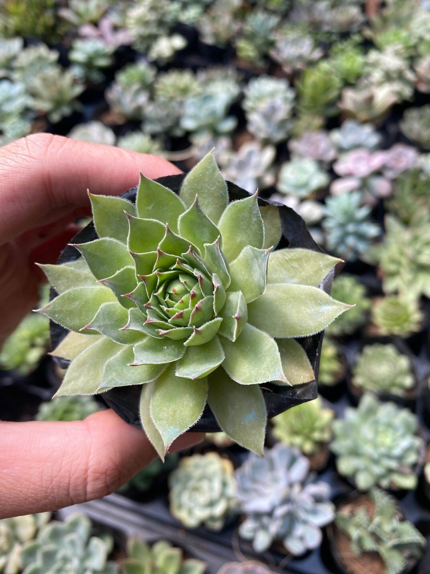 SEN ĐÁ PHẬT BÀ ( ĐÀ LẠT ) - SIZE 5-9cm  HƯ 1 ĐỔI 1