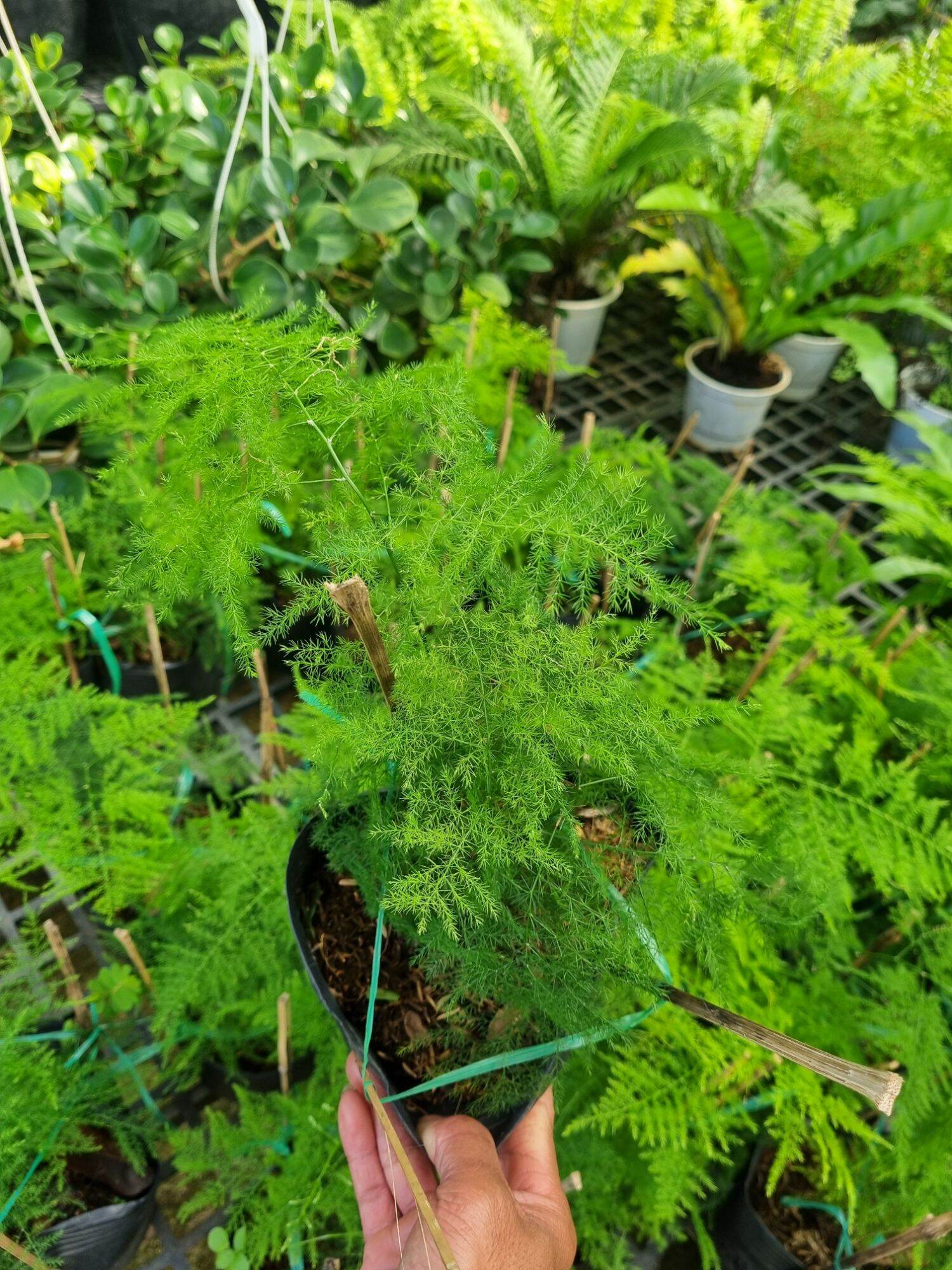 Cây thủy tùng chậu lớn nhiều thân - cây để bàn