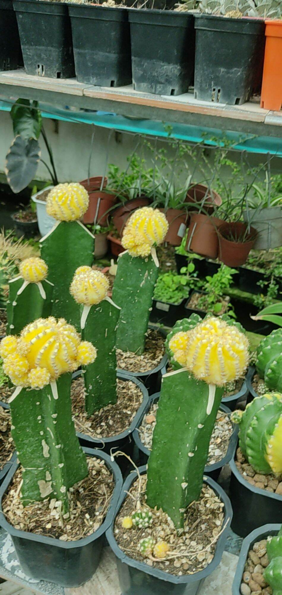 Cây xương rồng Echinopsis lem vàng, hàng tháp, hoa trắng - Echinopsis Eyriesii Aurea Variegata

Grafted