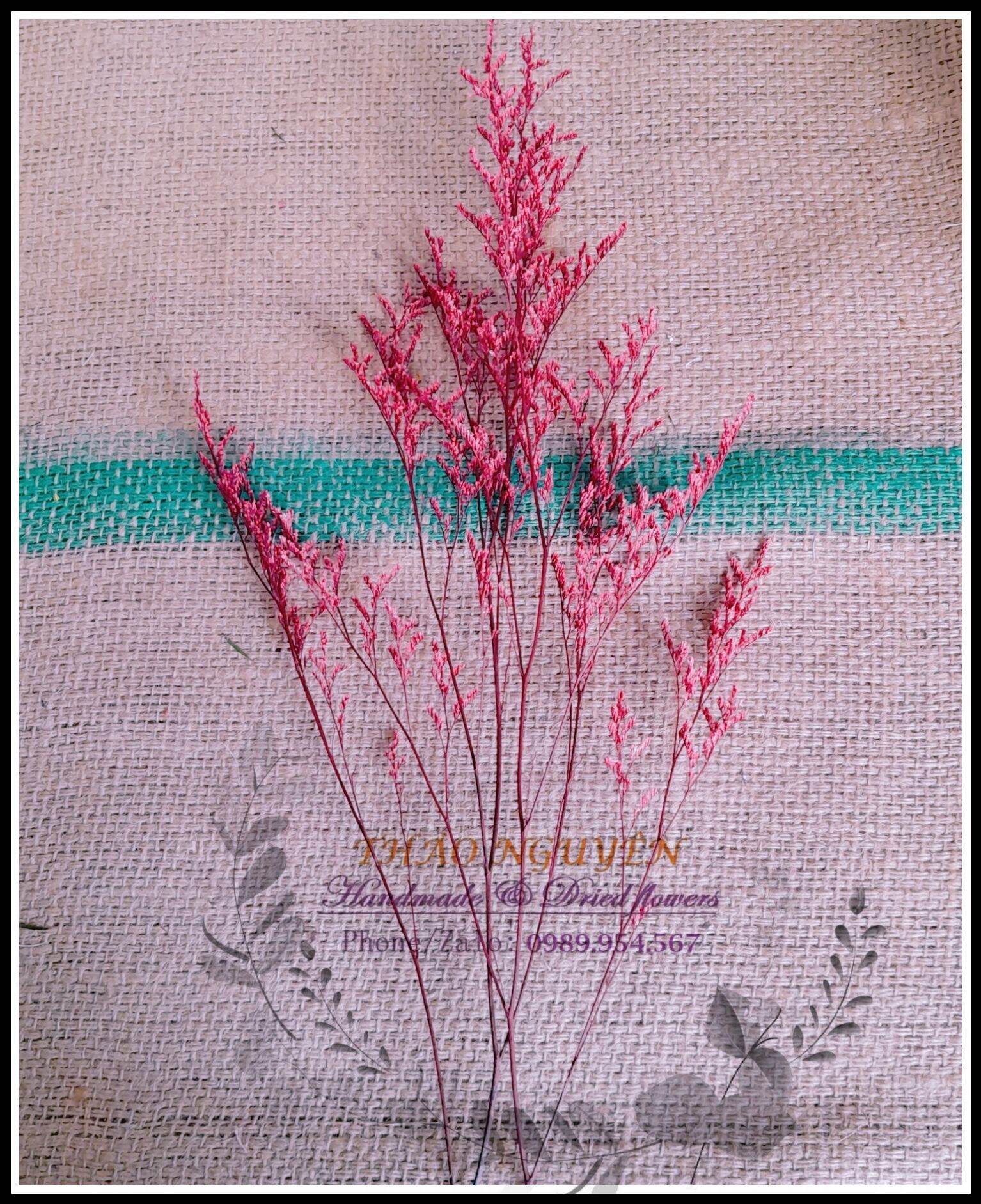 Hoa sao đuôi công màu tự nhiên sấy khô ❤️ hoa sao đuôi công trang trí không gian, decor chụp hình....