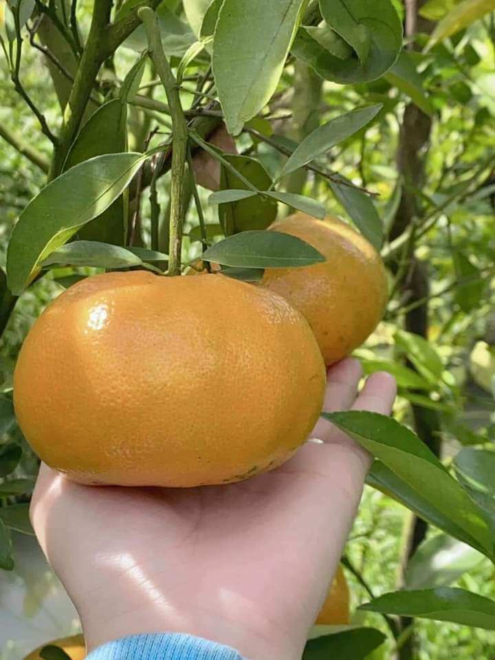 Cây giống quýt hồng Lai vung