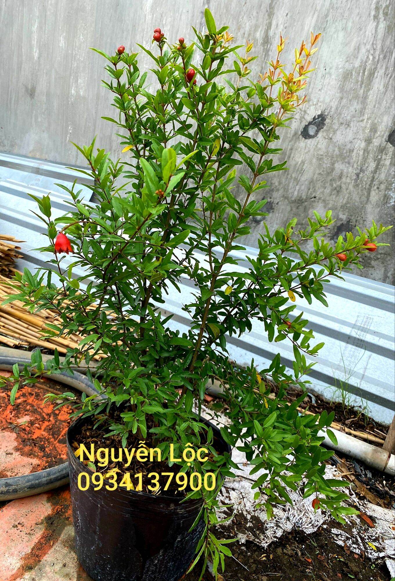 Cây lựu mỹ- Hoa kiểng Nguyễn Lộc- Cây giống chất lượng cao