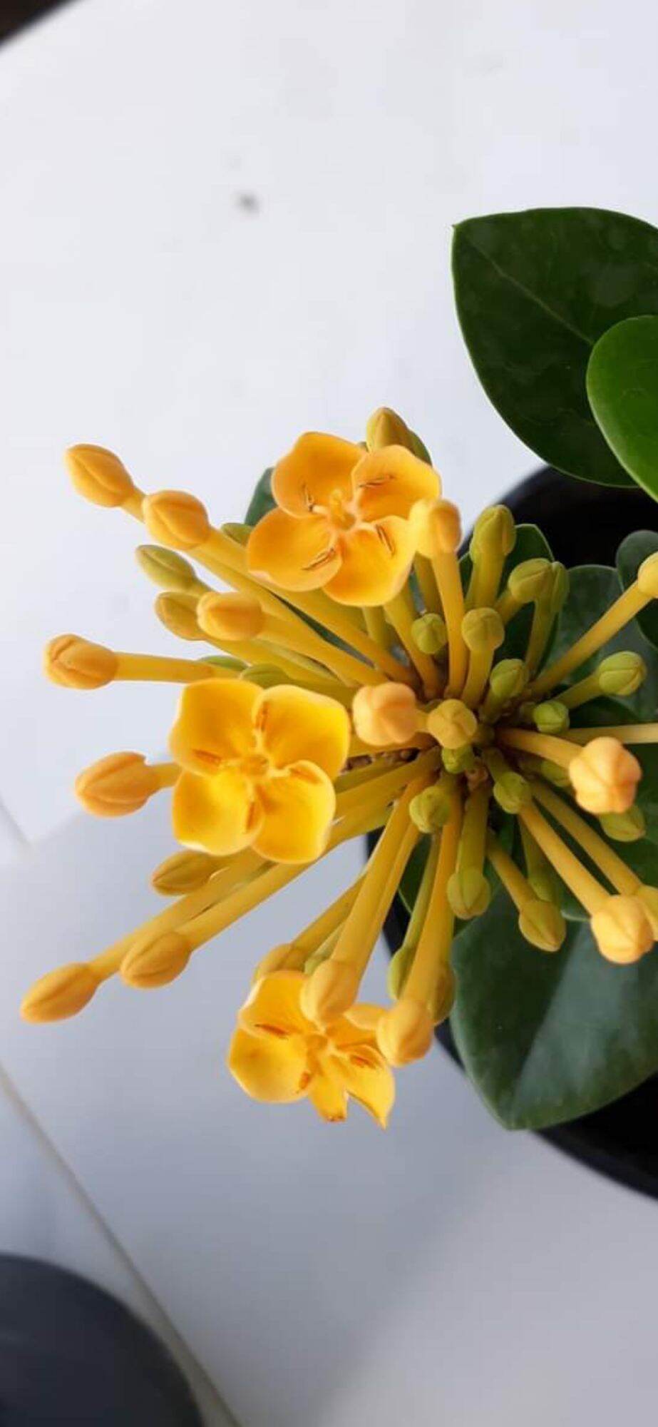 Trang Giống Phụng hoàng Kim ( cây giống ảnh cuối )